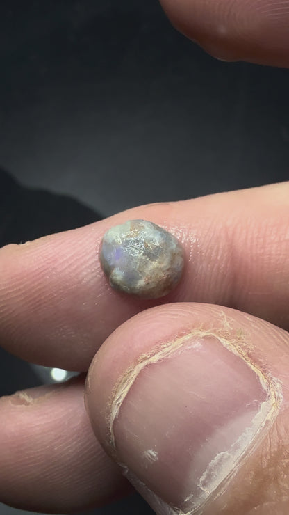 Lightning Ridge Fossilised Yabbie Button