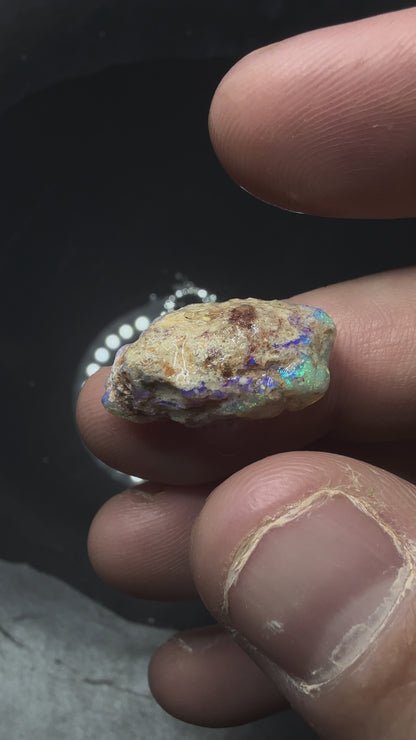 Lightning Ridge Fossilised Wood